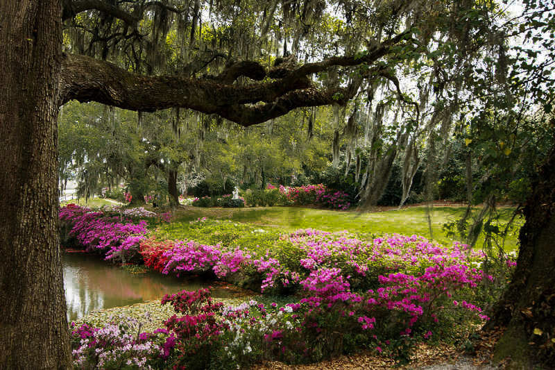 Fun things to do in Charleston : Middleton Place House & Museum. 