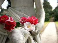 Camellia Walk in Charleston SC. 